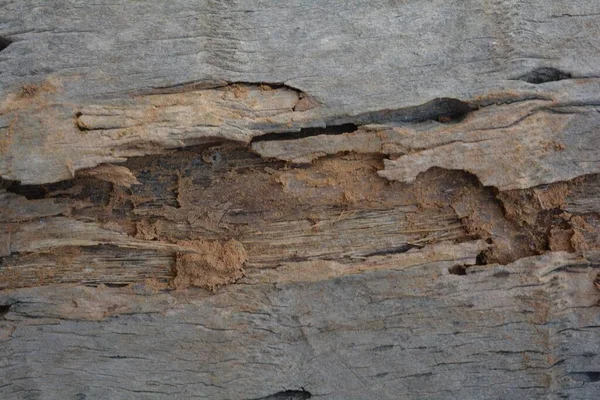 Textura Madera Tiro Cerca Fondo Pantalla Rústico —  Fotos de Stock