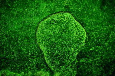 Yeşil desenli grungy arkaplan