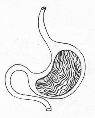 İnsan Mide Anatomisi Kalem Sanatı