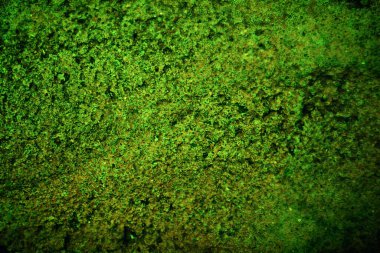 Yeşil desenli grungy arkaplan