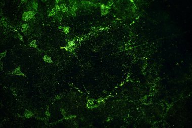 Yeşil desenli grungy arkaplan