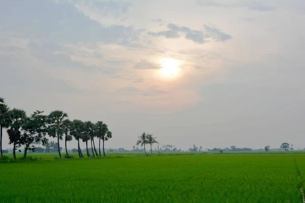 Grüne Terrassenförmige Reisfelder — Stockfoto
