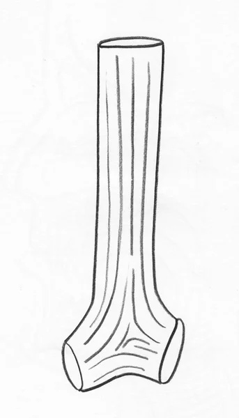 Trachea Ceruza Grafikát Fehér Papíron — Stock Fotó