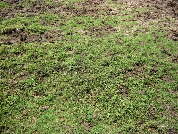 Blick Auf Das Wachsende Grüne Gras Auf Dem Boden — Stockfoto