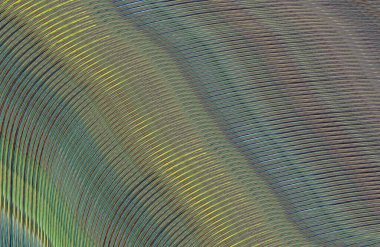 soyut çizgili doku, dijital duvar kağıdı