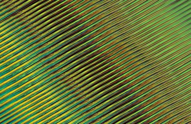 Soyut renkli çizgiler deseni. grafik illüstrasyon 