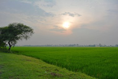 Yeşil teraslı pirinç alan