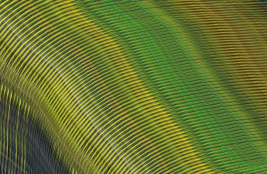 soyut çizgili doku, dijital duvar kağıdı