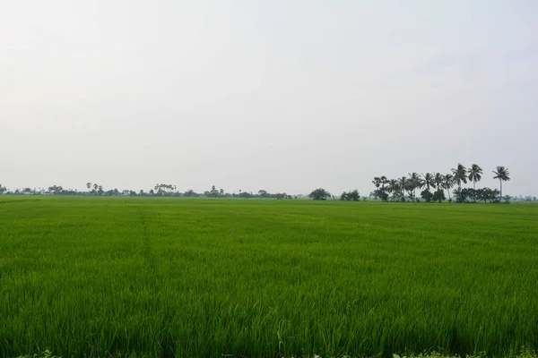 Campo Riso Verde Terrazzato — Foto Stock