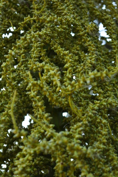 绿植物特写 — 图库照片