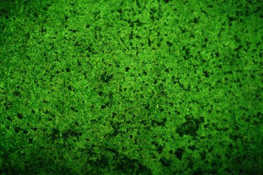 Yeşil doku, soyut arkaplan