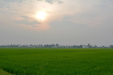 Yeşil teraslı pirinç alan