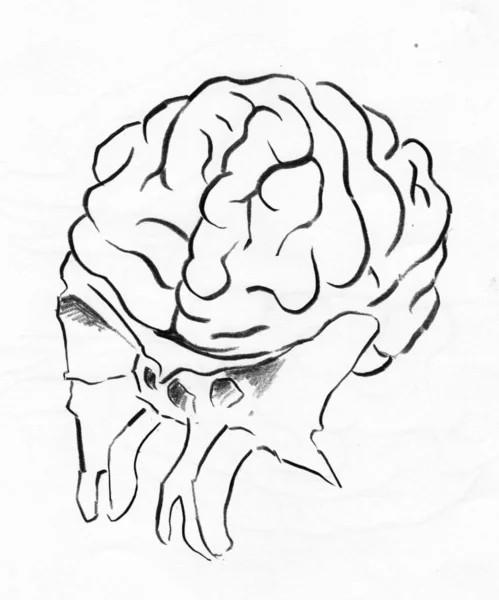 Человеческий Мозг Шфеноидным Искусством — стоковое фото