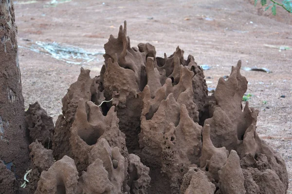 가까이 탄저병의 진흙층 — 스톡 사진