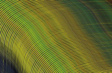 soyut çizgili doku, dijital duvar kağıdı