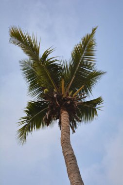 Hindistan cevizi palmiyesinin düşük açılı görünümü