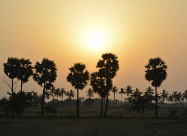 Güzel gün batımı gökyüzü Palmiye siluetleriyle