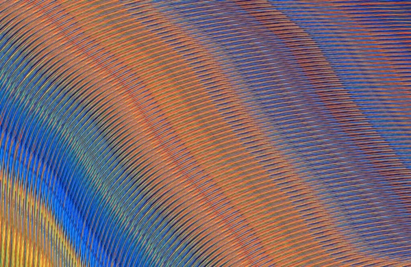 抽象的な縞模様のテクスチャ デジタル壁紙 — ストック写真