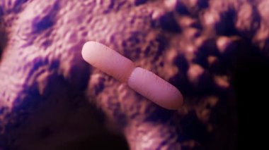 Laktobacillus bulgaricus, çubuk şeklinde laktik asit bakterisi. Yoğurt yapımında başlangıç kültürü olarak bilinen bu probiyotik mikroorganizma mayalanmada hayati bir rol oynuyor ve bağırsak sağına olan katkılarıyla tanınıyor.