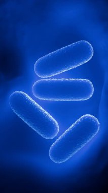 Laktobacillus Bakteri Kolonisi - Probiyotik Mikroorganizmalar