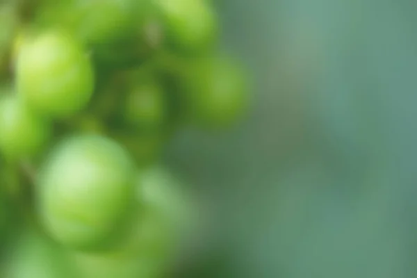 Background with a defocused image of grapes in shades of green — Stock Photo, Image