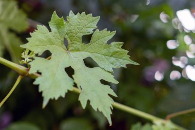 Bahçenin arka planında yeşil üzüm yaprağı.
