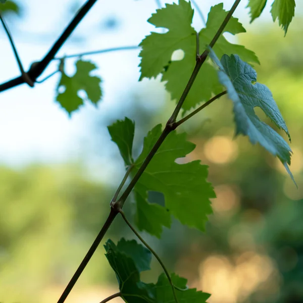 Πράσινα Αμπελόφυλλα Στον Κήπο Θολή Φόντο — Φωτογραφία Αρχείου