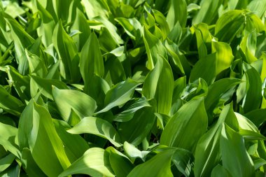 Vadideki zambakların yeşil yaprakları güneş tarafından aydınlatılır.