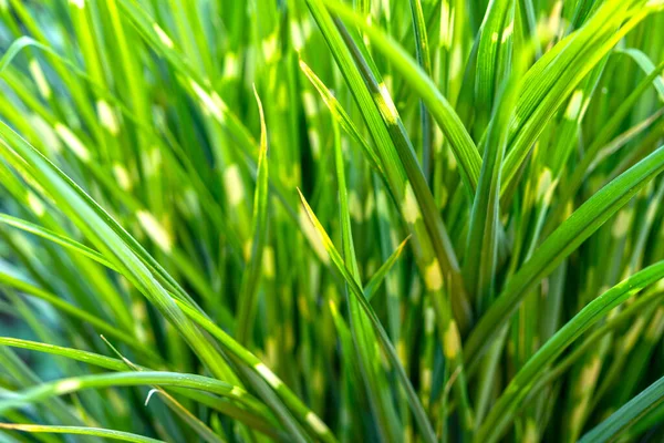Decorative Green Reed Background Garden Plant Landscape Design — Stock Photo, Image