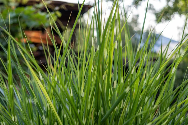 Reed Verde Decorativo Fundo Jardim Planta Para Projeto Paisagístico — Fotografia de Stock