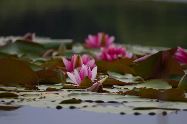 Akşam gölünde pembe zambaklar