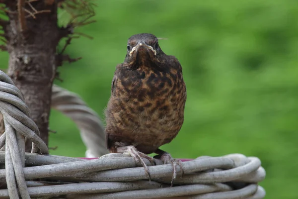 Yuvadan yeni çıkmış ve sepetin üzerinde oturan karatavuk civciv
