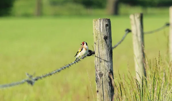Saka kuşu akşam güneşinin altında çitin üzerinde oturuyor.