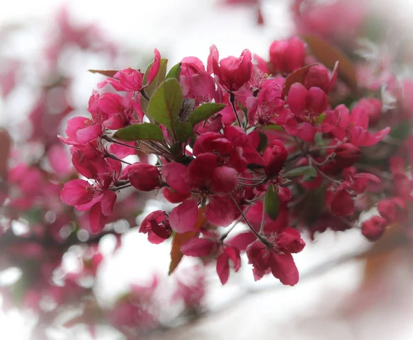 Çiçek açan ağaç dalları, bahar titreşimleri