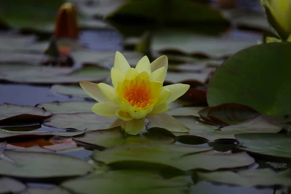 Sarı nilüferler gölette