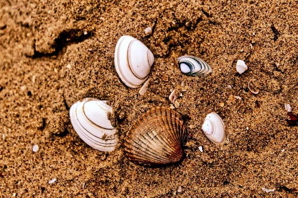 Kumda deniz kabukları.