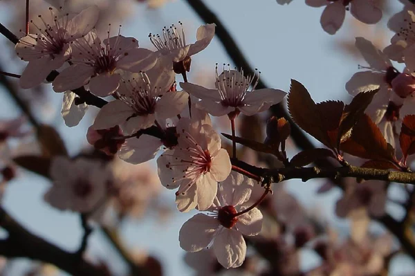 Gün batımında çiçek açan bir ağacın dalları