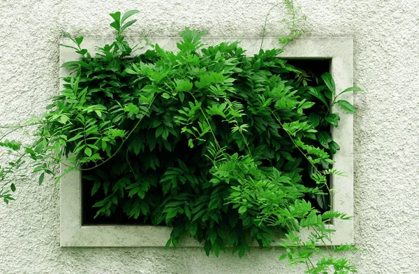 Hayat, beton duvardaki bir delikten geçer..