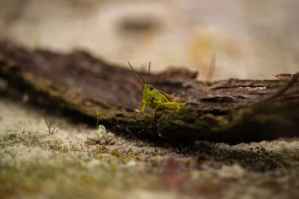 Çekirge bir odun parçasının üzerinde oturuyor.