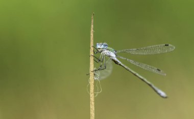 Yusufçuk çimenlerde oturuyor.
