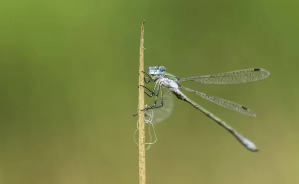 Yusufçuk çimenlerde oturuyor.