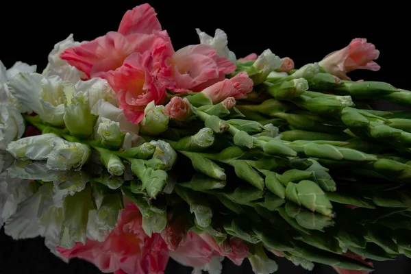 Siyah arka planda bir buket gladiolus.