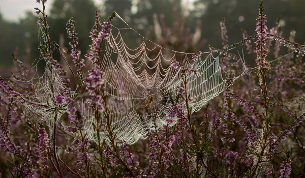 Kenevir tarlasında çiğ düşmüş örümcek ağı.
