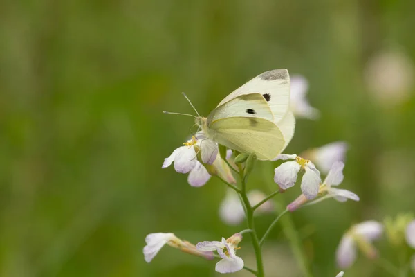 Kelebek ve çiçek renginin mükemmel kombinasyonu