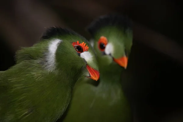 Beyaz yanaklı turako portresi