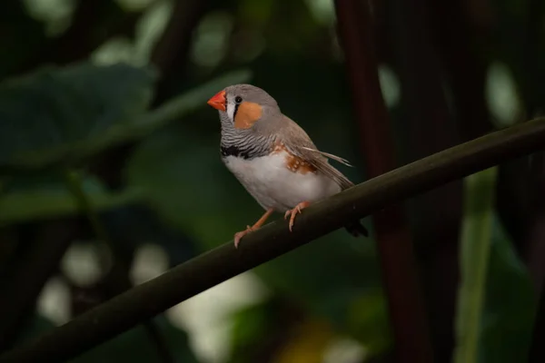 Zebra ispinozu bir dalda oturuyor