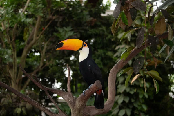Ağaçta oturan bir Tukan