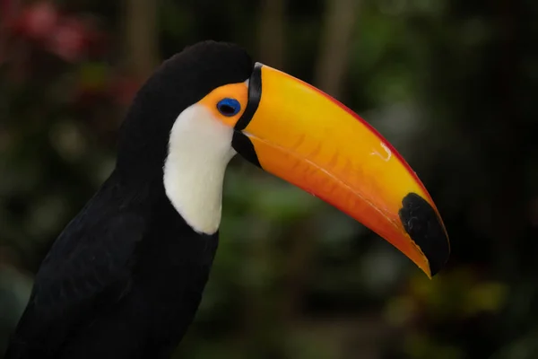 Parkta Toucan portresi