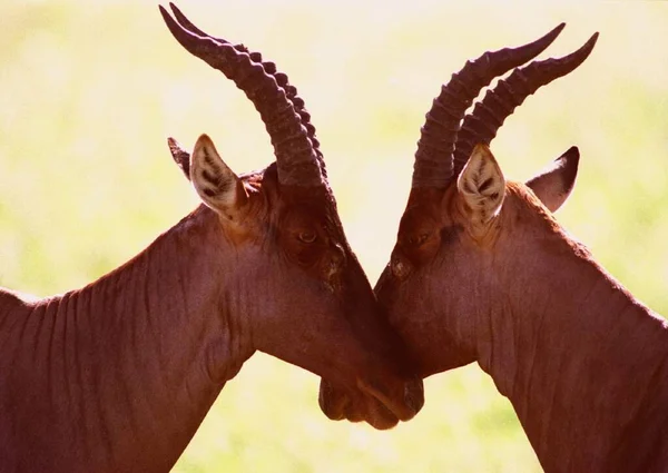 Two Antelopes fighting together