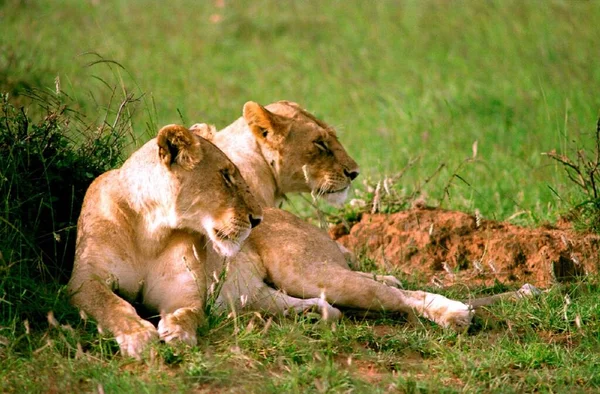 Two Lions Sitting Forest —  Fotos de Stock